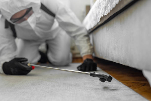 Professional Ant Control technician working in Madison County County, AR